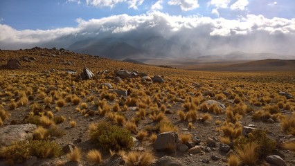 Altiplano chileno - Antofagasta