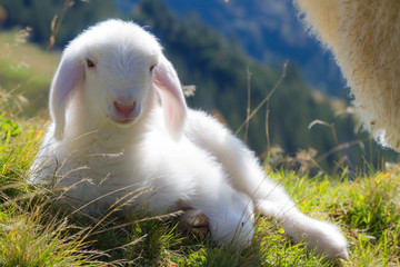 Lamm auf Bergwiese