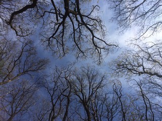 blick durch Baumkronen zum Himmel
