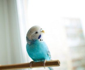 Naklejka premium Wavy blue parrot