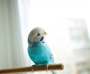 Fotobehang Golvende blauwe papegaai © graghine