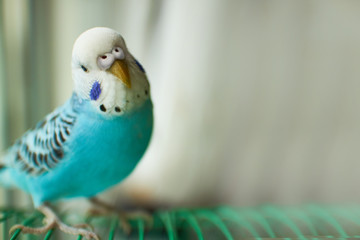 Wavy blue parrot