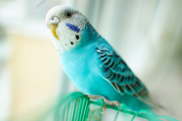 Wavy blue parrot