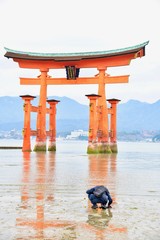 Beautiful View of the Torii of Itsukushima Shrine on Miyajima Island, Japan