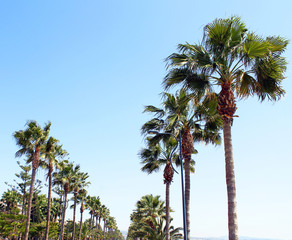 Palmen an Promenade