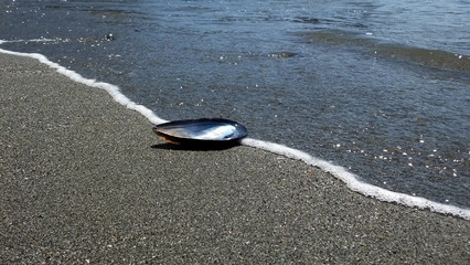 Abalone shell on beach