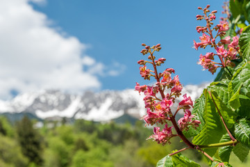 Close-up of pink flowers of a chestnut tree