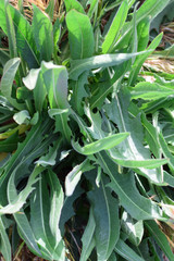 Obraz premium Wild plant leaves.