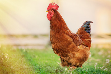 Cock close up on the farm