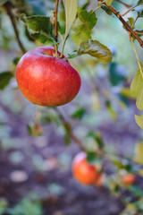 Red apples on apple tree. Branches down to the ground under the weight of the fruit in the garden. Selective focus