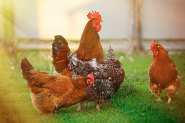 Cock close up on the farm