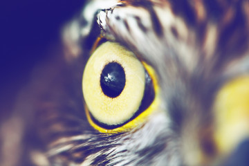 gros plan des yeux d& 39 aigle