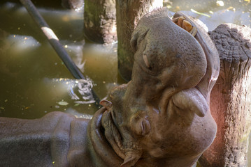 Close-up detail of a happy hippopotamus resting on a  wooden pole during the afternoon. Animal conservation concept.