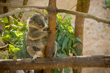 Single koala bear (Phascolarctos cinereus) clings onto a one of the branches of a eucalyptus tree. Wildlife and conservation concept.