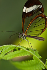 Glasflügelfalter (Greta oto)