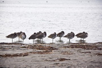 shorebirds