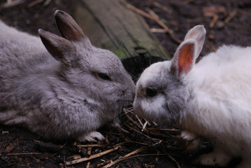 Kissing rabbits