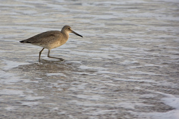 Bird in water