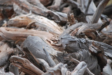 driftwood