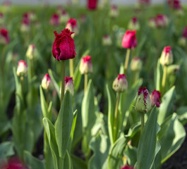 red tulip