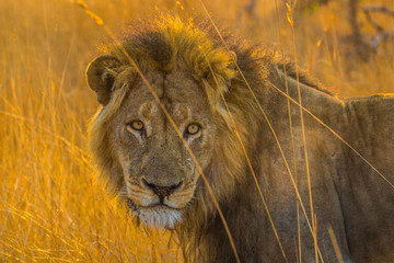 Lion in the morning sun