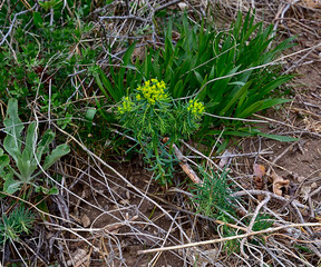 The spurge blossom in the Balkan mountains, the yellow green flowers in early spring.