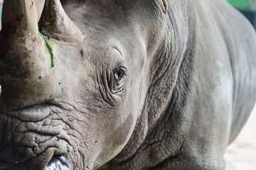 Sheer curtains Rhino close up rhino