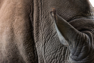 Obraz premium close up rhino