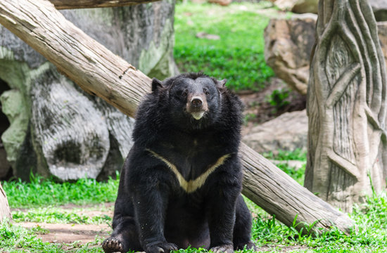 Asiatic black bear hold branch in mouth
