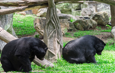 Asiatic black bear hold branch in mouth