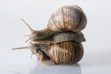 zwei Weinbergschnecken im Huckepack auf neutralem Untergrund