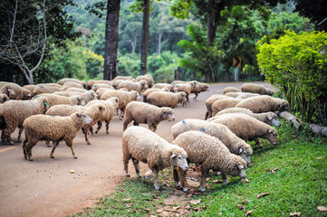 Many sheep are feeding grass