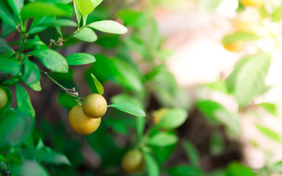 Ripe and ripening orange and yellow tangerines on citrus tree with leaves, with blurred foliafe background