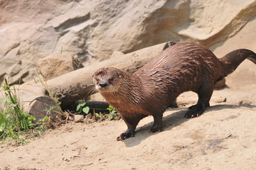 Sea otter