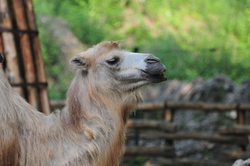 Camel