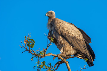 Africa. Bird of prey vultures.