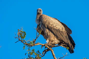 A foul bird. African neck.