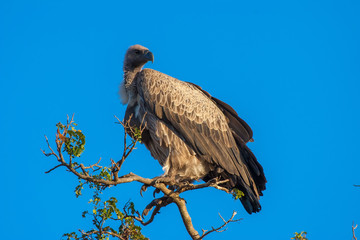 African sip. Griffin Ruppel. Africa. Bird of prey vultures.