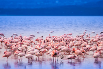 Pink flamingo. Lake Nakuru. Africa. Birds of Africa. © Grispb
