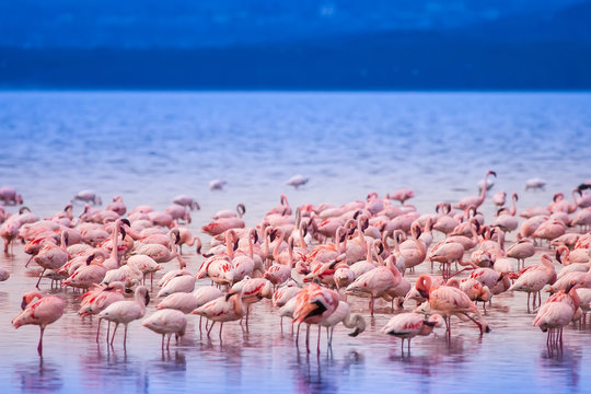 Fototapeta Pink flamingo. Lake Nakuru. Africa. Birds of Africa.