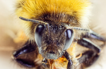 Shaggy bumblebee