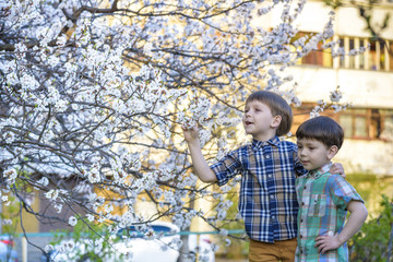 Happy little brothers kids in spring garden with blooming trees, outdoors