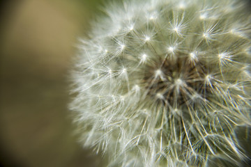 Close up shot of a dandelion.