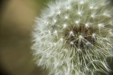 Foto op Plexiglas Close up shot of a dandelion. © Huseyn