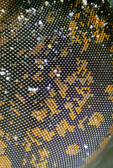 Fly's eye close-up view. Microscopic world.