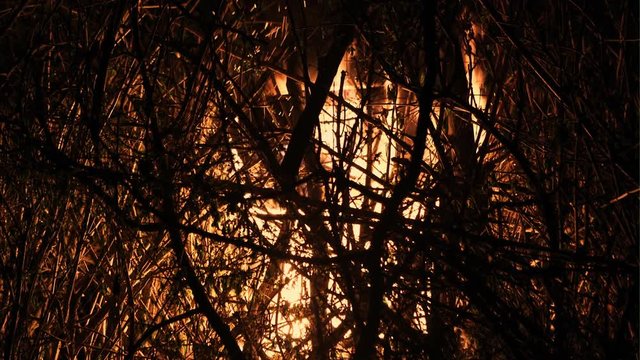 Burning campfire at night, combs flame as texture and background, strong branches burning trees of a forest fire.