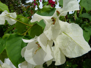 White bougainvillea