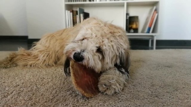 Hund nagt Knochen