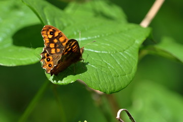 mariposa