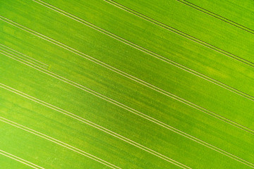Aerial view of a wheatfield with lanes in spring